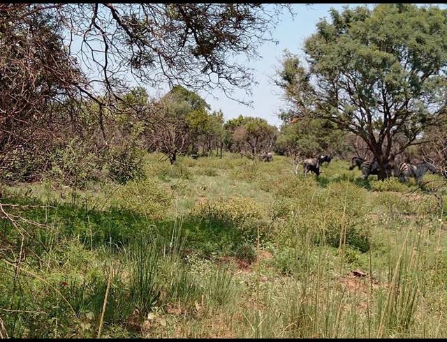 FARM FOR SALE IN DINOKENG GAME RESERVE